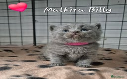 British Shorthair cats for sale: Stunning Champion Bloodline TICA reg kittens - Image 4