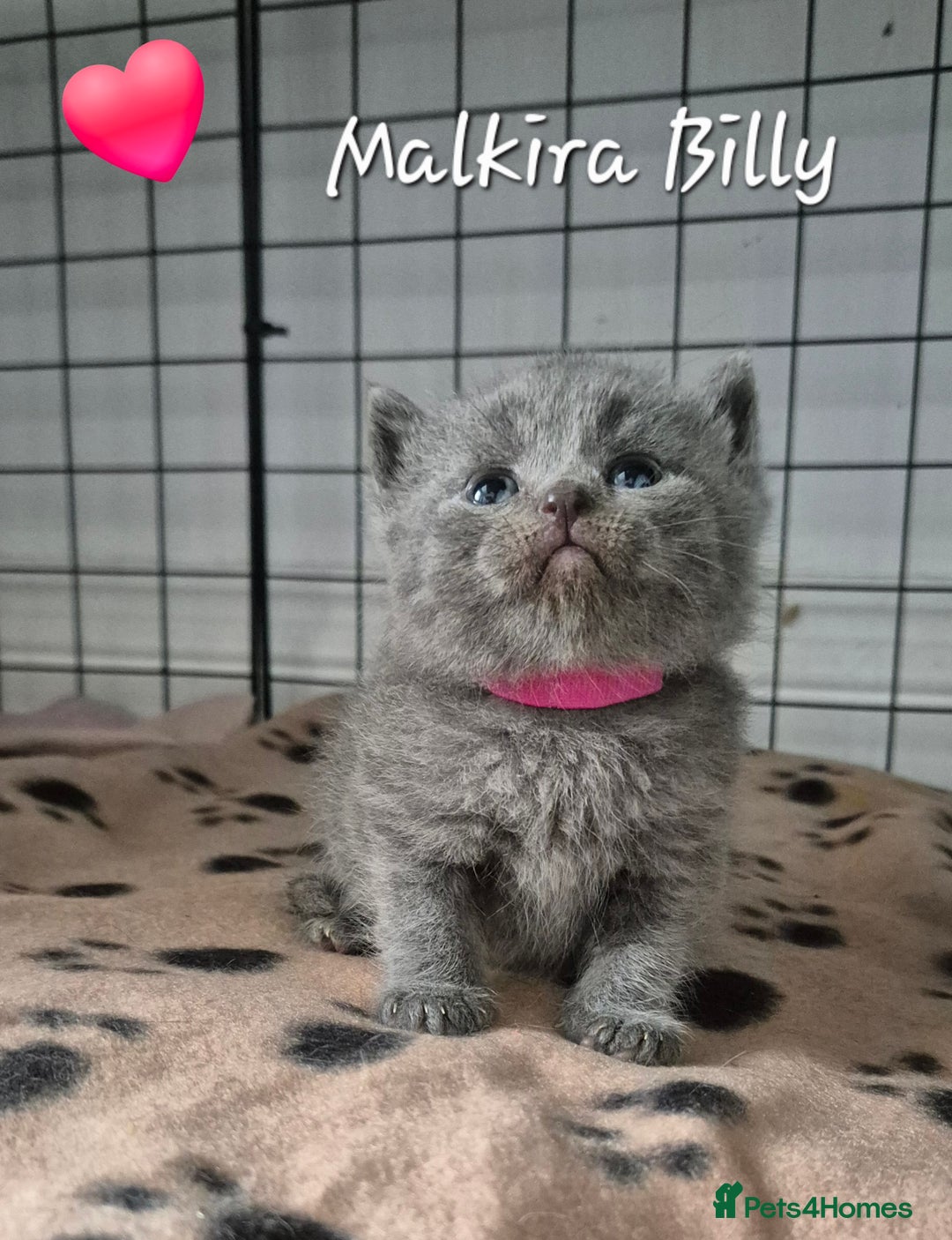 British Shorthair cats for sale: Stunning Champion Bloodline TICA reg kittens - Image 4