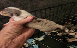 Jack Russell dogs for sale: Jack russell  - Image 4