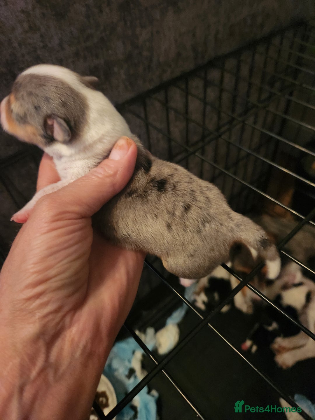 Jack Russell dogs for sale: Jack russell  - Image 4