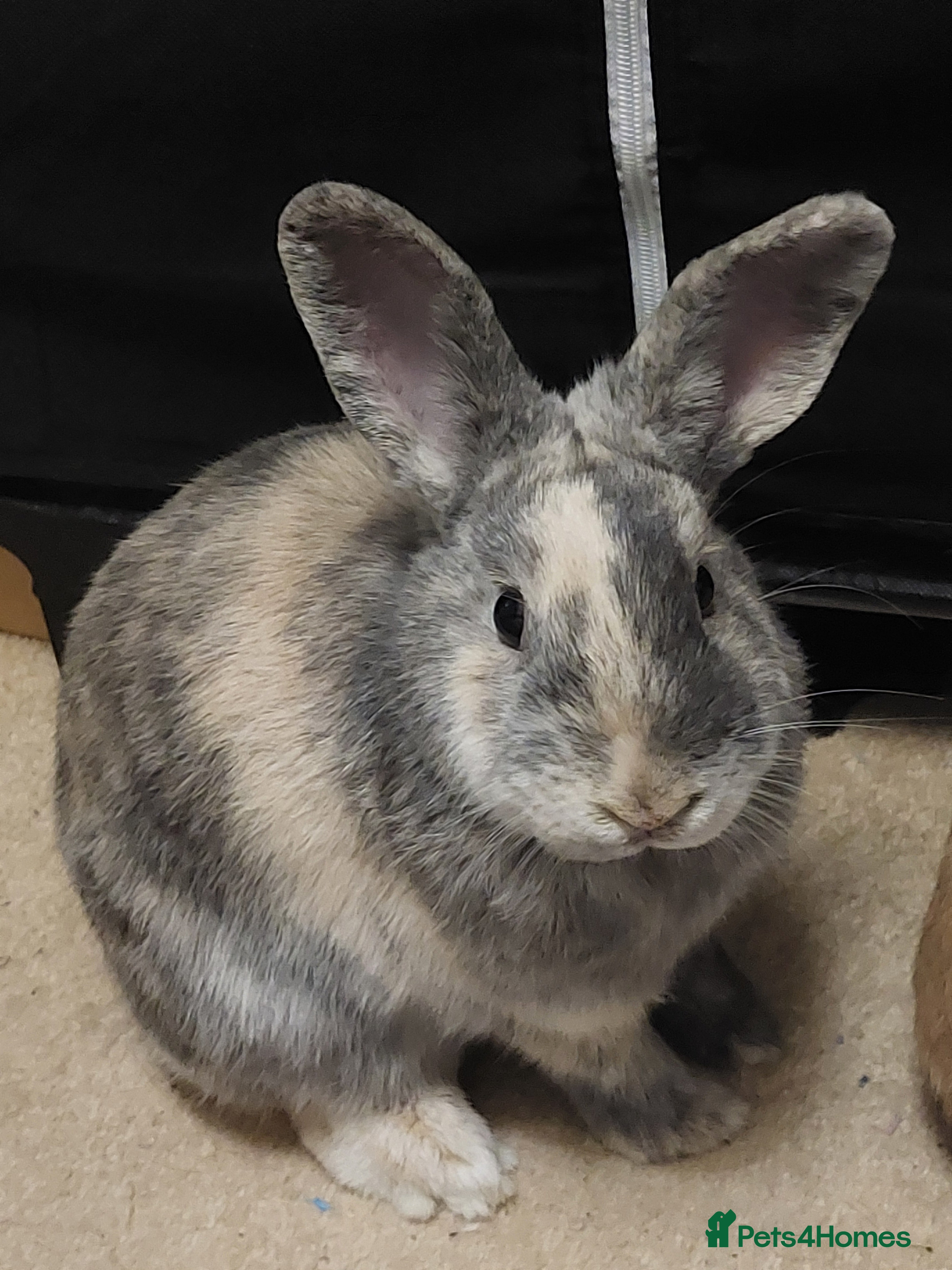 Mixed Breed rabbits Free to a good home  - Advert 1