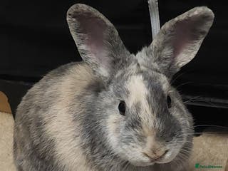 Mixed Breed rabbits Free to a good home - Advert 1