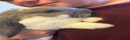 French Lop rabbits for sale: French lops - Advert 3
