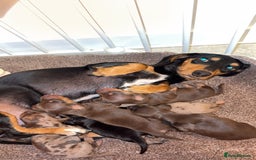 Miniature Dachshund dogs for sale: Stunning Mini Dachshunds 😍  - Image 10