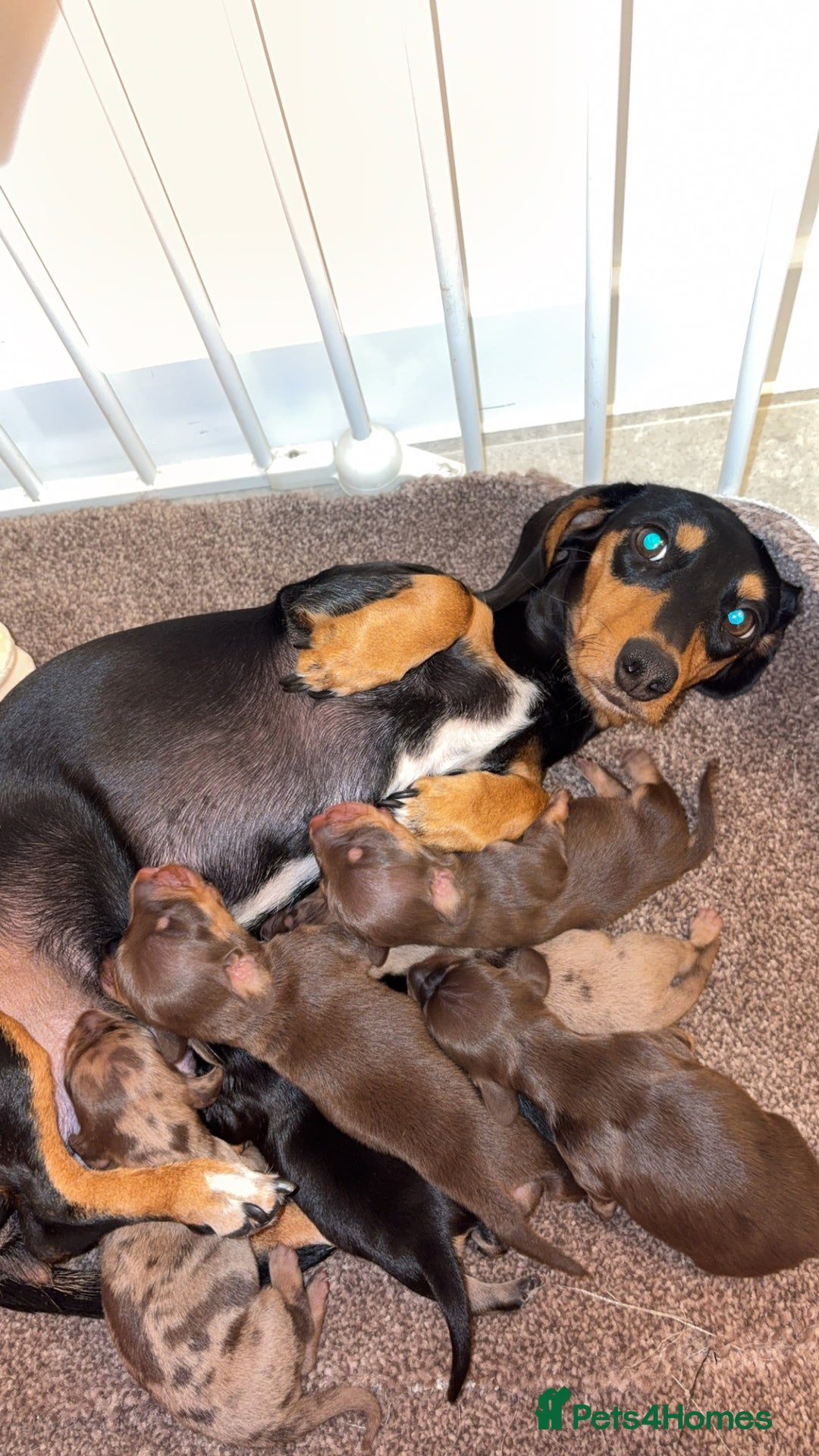 Miniature Dachshund dogs for sale: Stunning Mini Dachshunds 😍  - Image 10