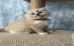 Ragdoll cats for sale: Unique patterned fluffy Ragdoll kittens - Image 9