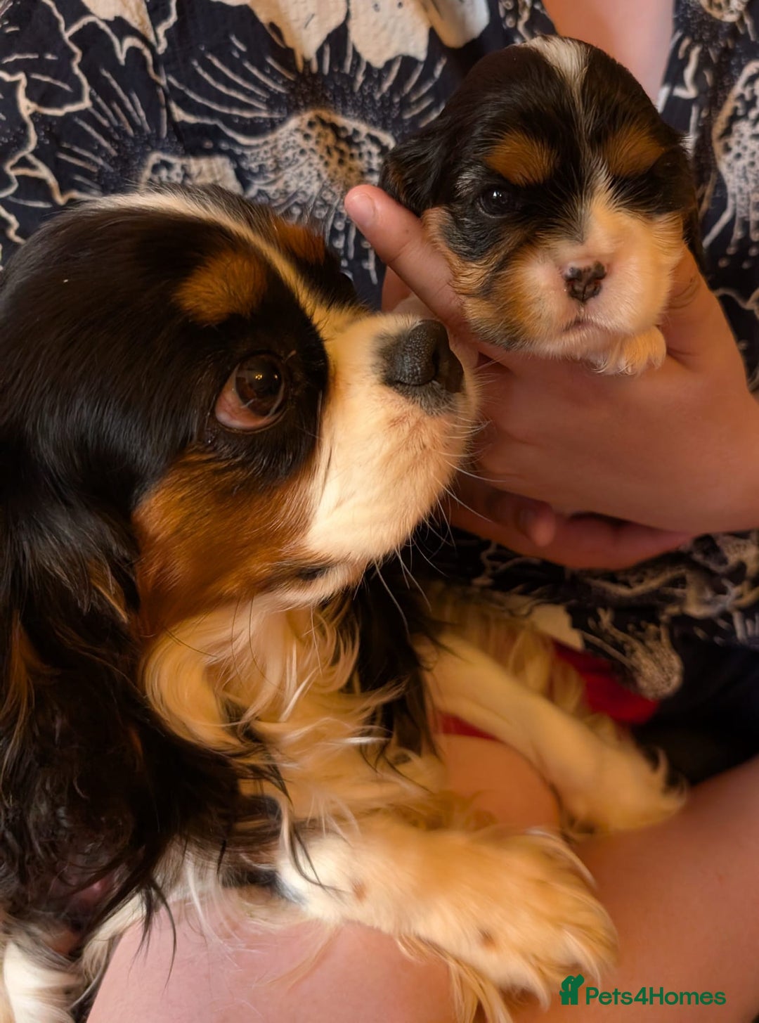 Cavalier King Charles Spaniel dogs for sale: KC Health Tested Cavalier King Charles Puppy  - Image 8