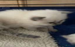 Ragdoll cats for sale: Beautiful Ragdoll kittens - Image 4