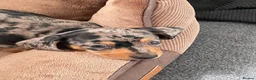Dachshund dogs for sale: 4 Gorgeous Dachshund puppies for sale in Northwood - Advert 3