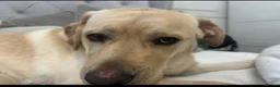 Labrador Retriever dogs for sale: Year old lab  in Clacton-on-Sea - Advert 5