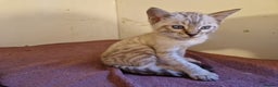 Mixed Breed cats for sale: Bengal, Siamese mix. 7/8ths Bengal 1 /8th Siamese  - Advert 3