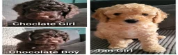 Cockapoo dogs for sale: Cockapoo puppies - Advert 14