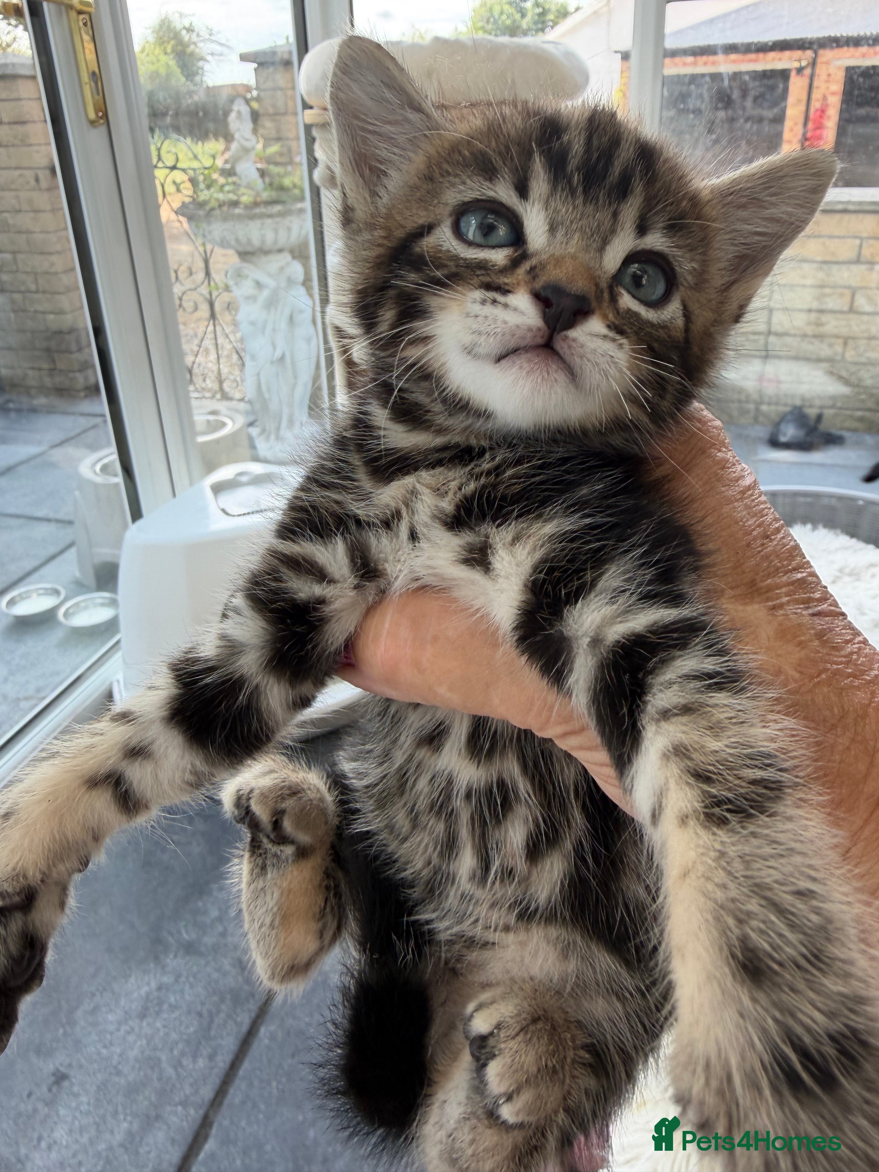 Bengal cats Bengal kittens Mum Tica registered Marbled Spotted - Advert 2