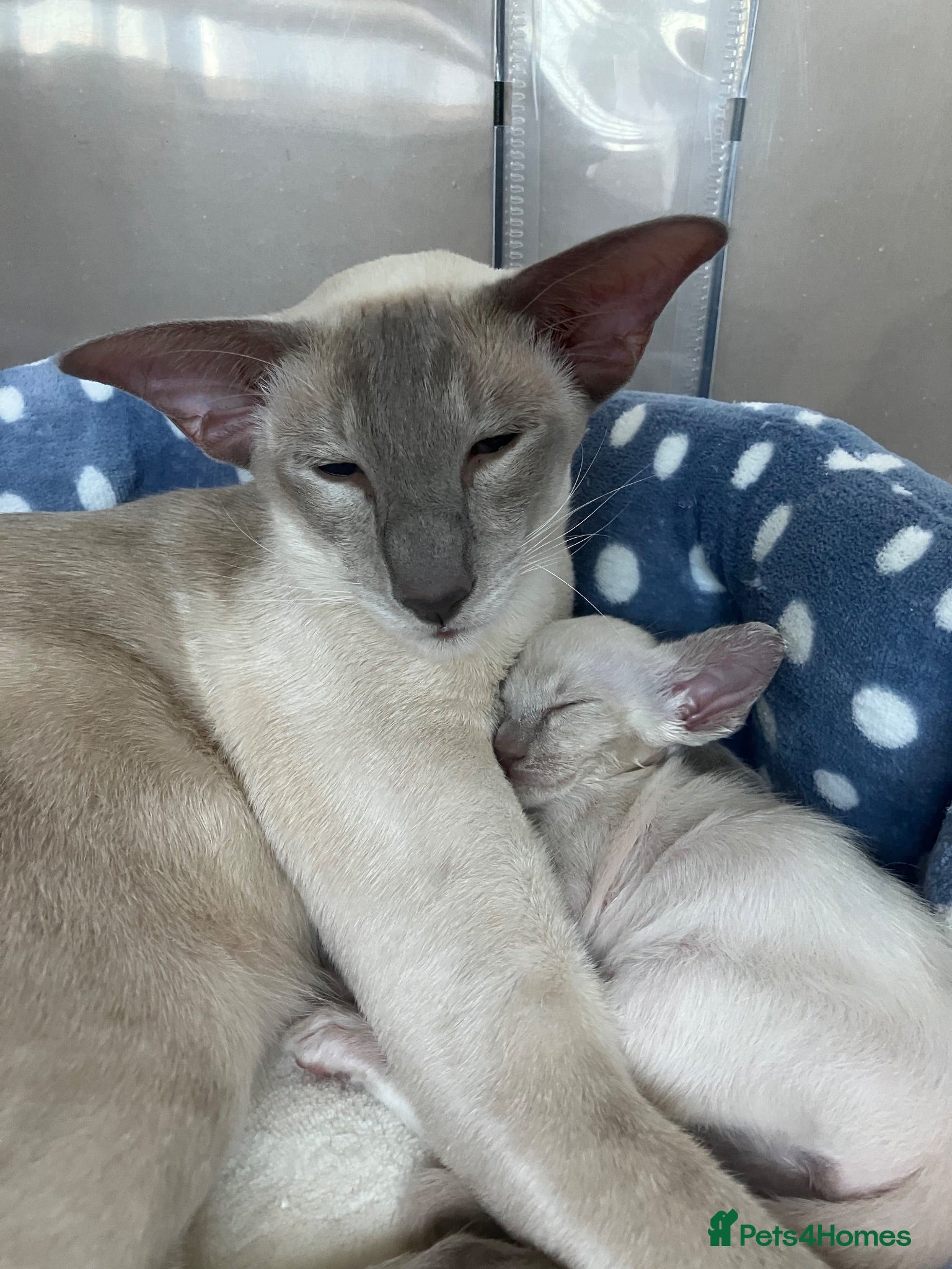 Siamese cats Siamese kittens - Advert 1