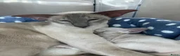 Siamese cats for sale: Siamese kittens - Advert 1