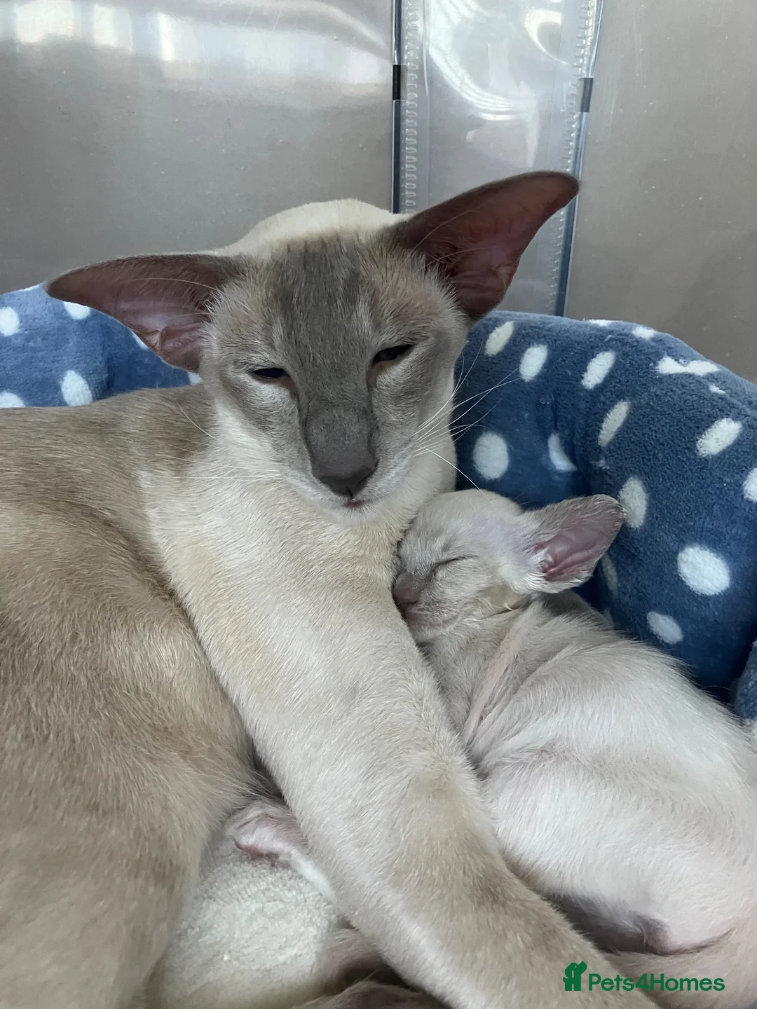 Siamese cats for sale: Siamese kittens - Advert 1