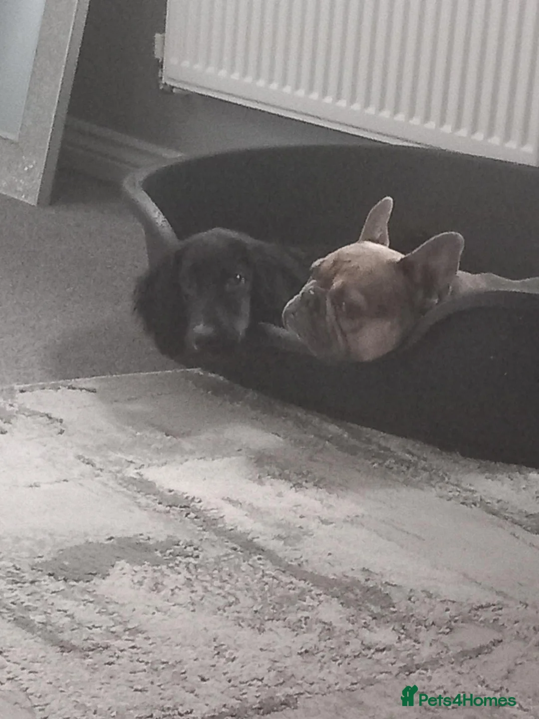 French Bulldog dogs for sale: French bulldog 6 year old. Kc papers.  - Advert 1