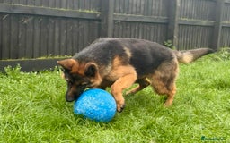 German Shepherd dogs for sale: Stunning male German shepherd pup  - Advert 3