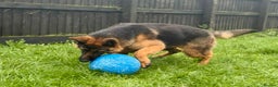 German Shepherd dogs for sale: Stunning male German shepherd pup  - Advert 3