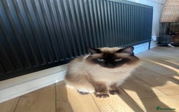 Ragdoll cats for sale: Ragdoll and Himalayan Persian for adoption/sale - Image 1