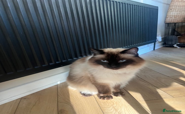 Ragdoll cats - Advert 7
