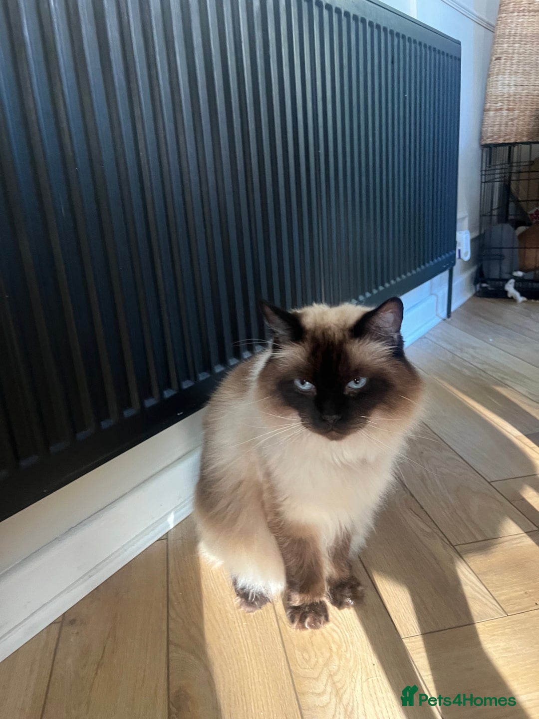 Ragdoll cats for sale: Ragdoll and Himalayan Persian for adoption/sale - Image 1