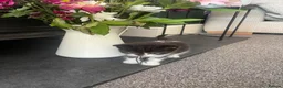 Ragdoll cats for sale: Beautiful Ragdoll Cross Kittens 🐾 - Advert 5