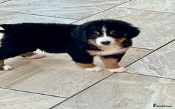 Bernese Mountain Dog dogs for sale: Beutiful girls and boys available  - Image 5