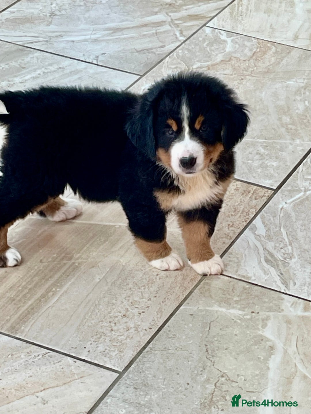 Bernese Mountain Dog dogs for sale: Beutiful girls and boys available  - Image 5