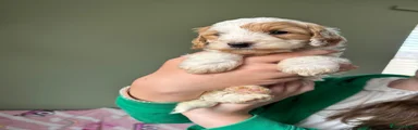 Cockapoo Puppy 6