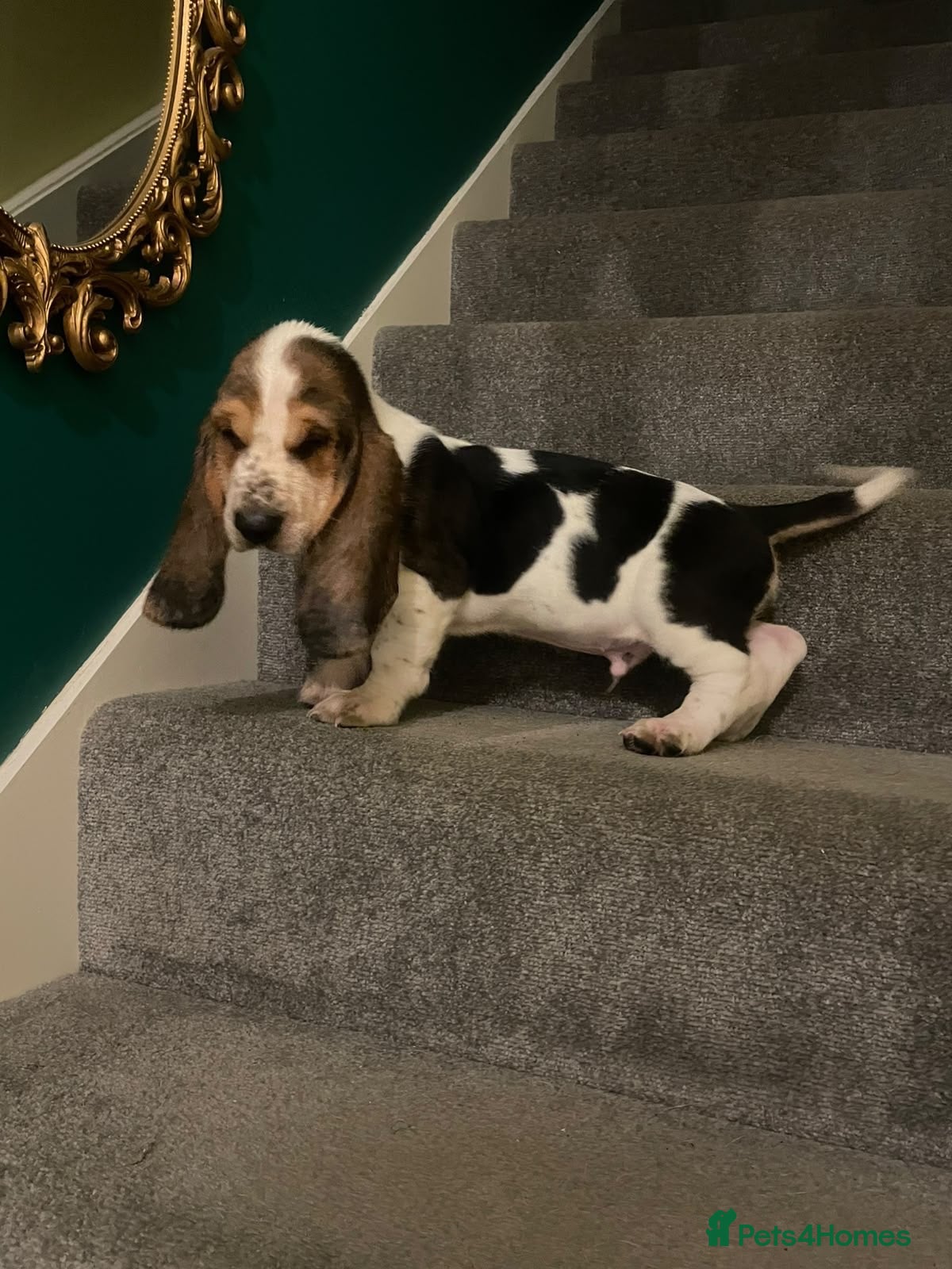 Basset Hound dogs Beatrice - Advert 1