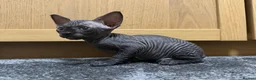 Sphynx cats for sale: Sphynx kitten Tica acctive - Advert 15