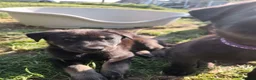 German Shepherd dogs for sale: 6 Beautiful German Shepherd Puppies (3 LEFT) - Advert 26