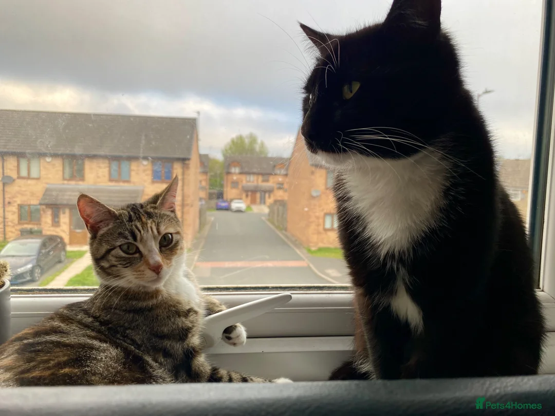Mixed Breed cats for sale: Two kittens looking for their forever home  - Advert 9