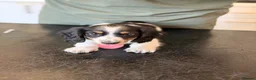 Miniature Dachshund dogs for sale: KC short haired and long haired puppies  - Advert 6