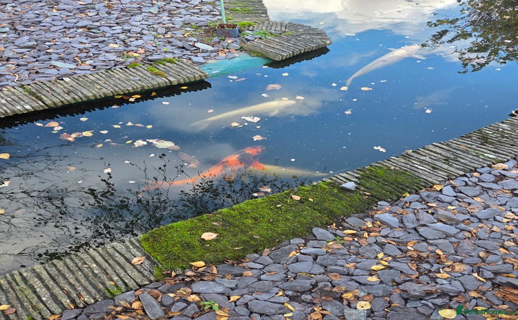 Koi Carp fish Variety of koi fish size from 35cm to 45 - Advert 3