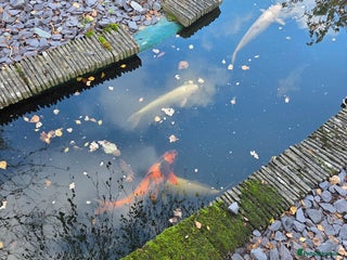 Koi Carp fish Variety of koi fish size from 35cm to 45 - Advert 4