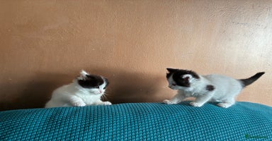 Ragdoll cats - Advert 12