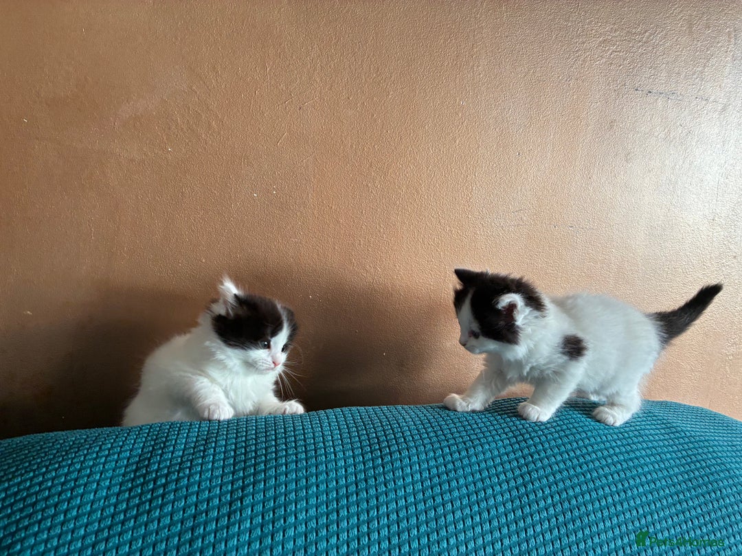 Ragdoll cats for sale: Ragdoll cross Two Female adorable kittens  - Image 3
