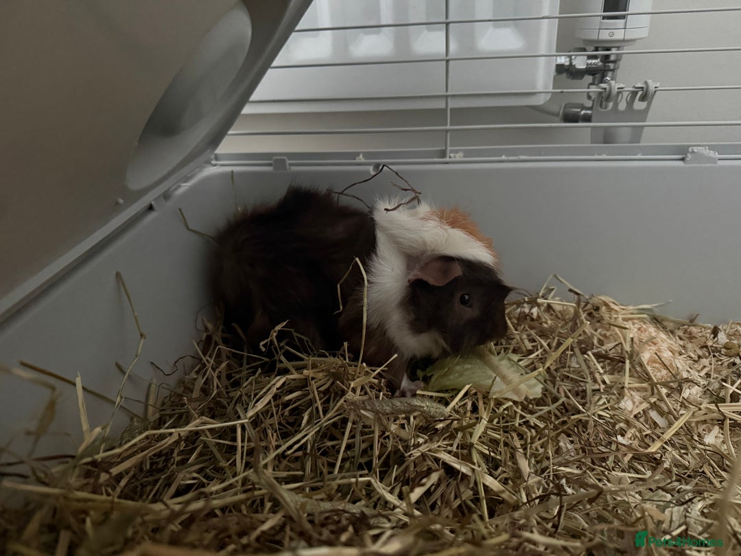 Guinea Pig rodents for sale: Guinea pigs for sale - Advert 6