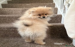 Pomeranian dogs for sale: 1 male, 1 female Pomeranian puppies 3 months old.  - Image 3