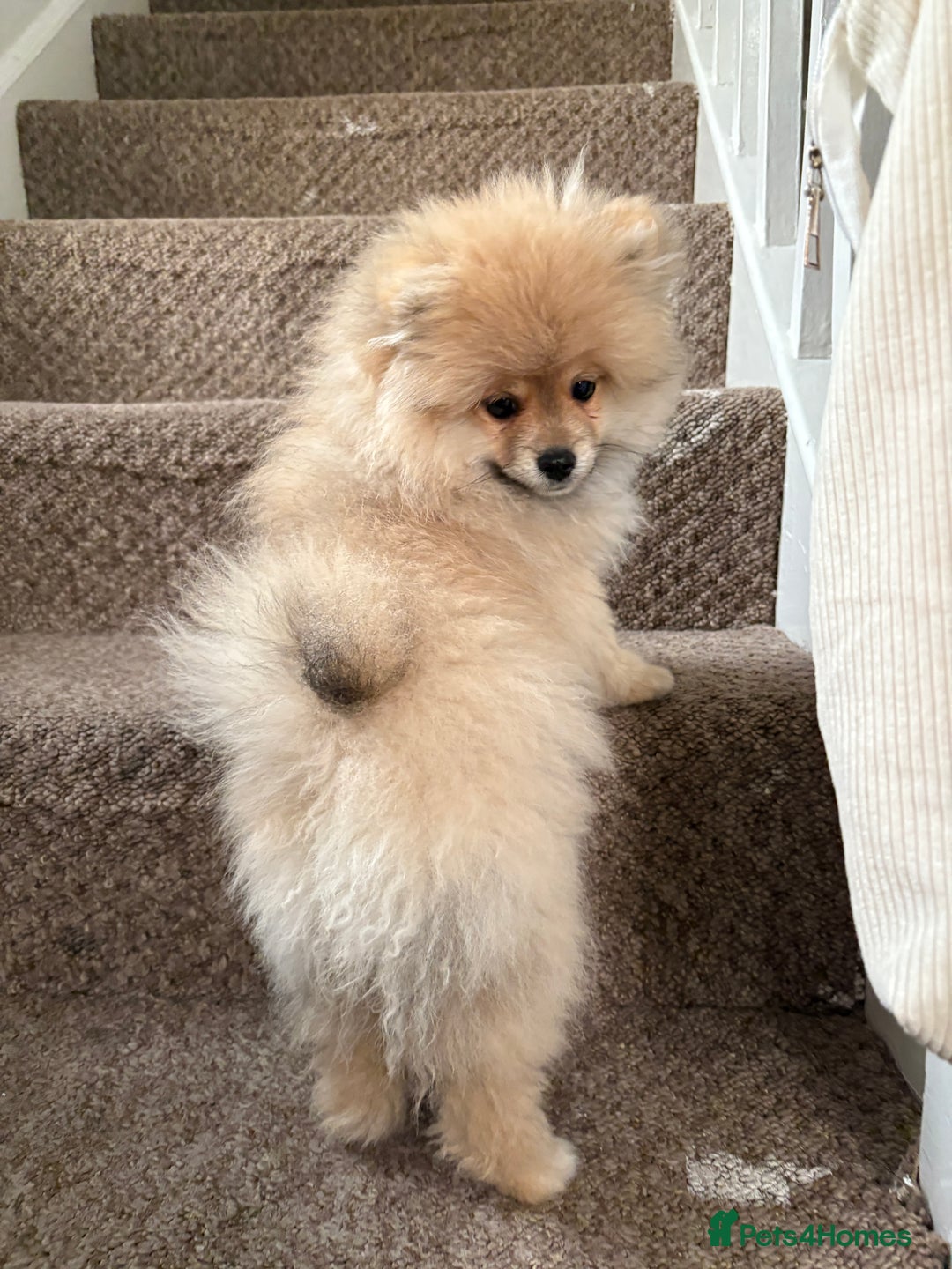 Pomeranian dogs for sale: 1 male, 1 female Pomeranian puppies 3 months old.  - Image 3