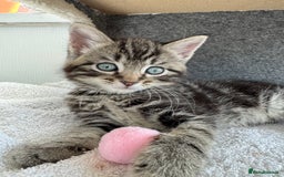 Mixed Breed cats for sale: Kitten Male - Image 3