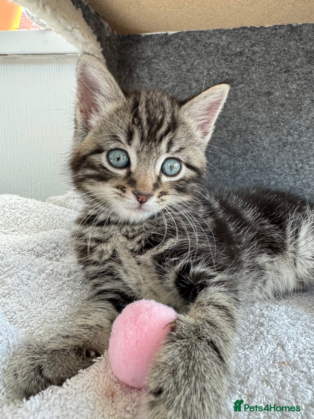 Mixed Breed cats for sale: Kitten Male - Image 3
