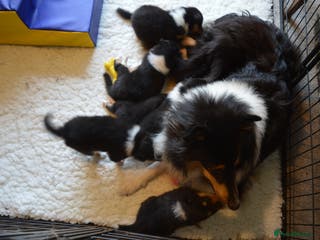 Rough Collie dogs Rough Collie Puppies - Advert 1