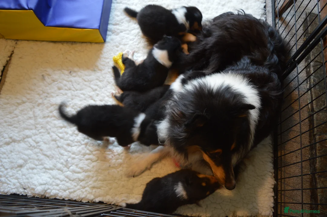 Rough Collie dogs for sale: Tricolour Males DNA clear non carriers 0% related  - Advert 2