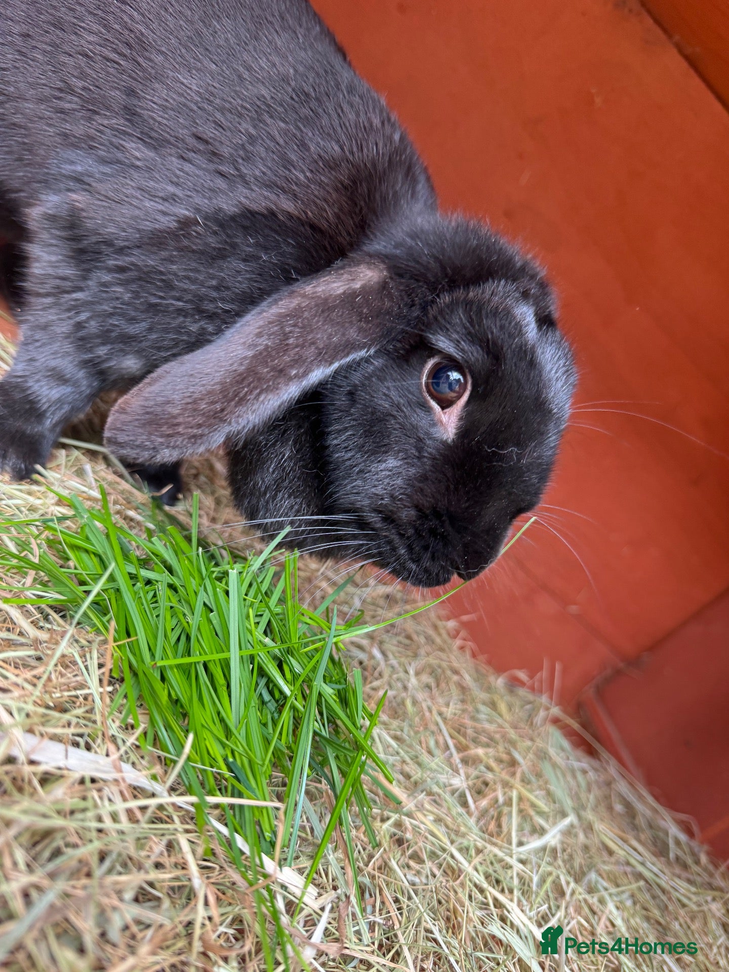 Mini Lop rabbits Black self female lop - Advert 1