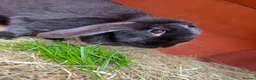 Mini Lop rabbits for sale: Black self female lop - Advert 1
