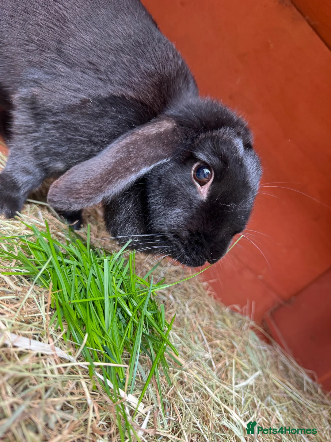 Mini Lop rabbits for sale: Black self female lop - Advert 1
