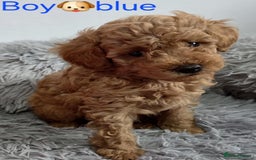 Maltipoo dogs for sale: red toy maltipoos - Image 11